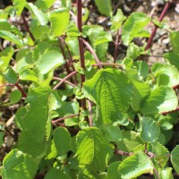 Coleus strobilifer (Roxb.) A.J.Paton